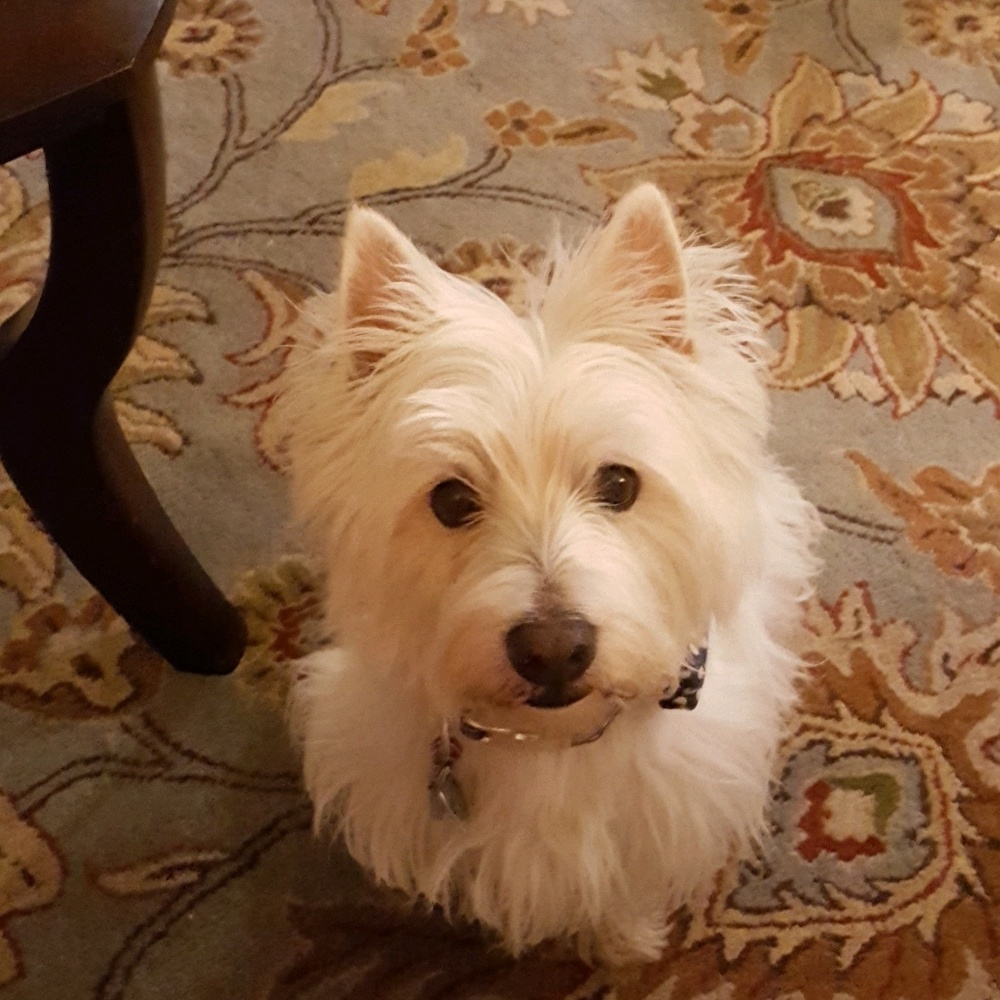 Meet your Posher, Rebecca